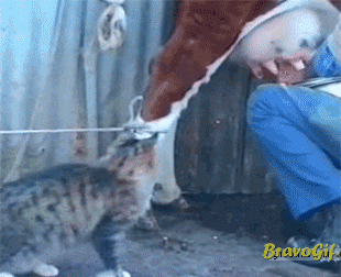 20141030 cat drinking milk from cow